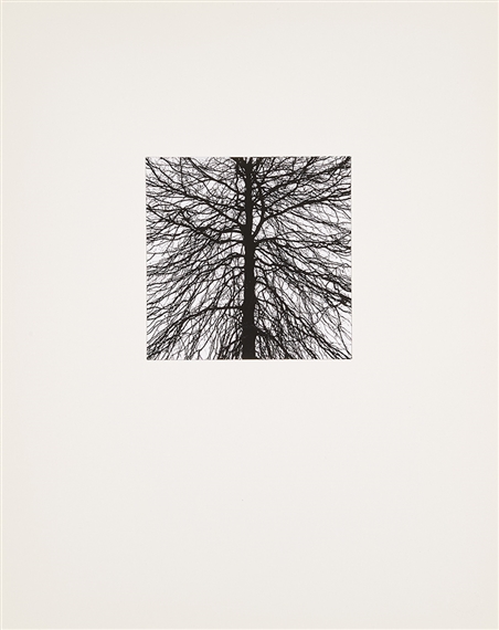 George Tice | Trees; twelve original photographs (1968) | MutualArt
