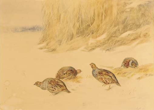 Partridges before a bed of reeds by Frank Southgate