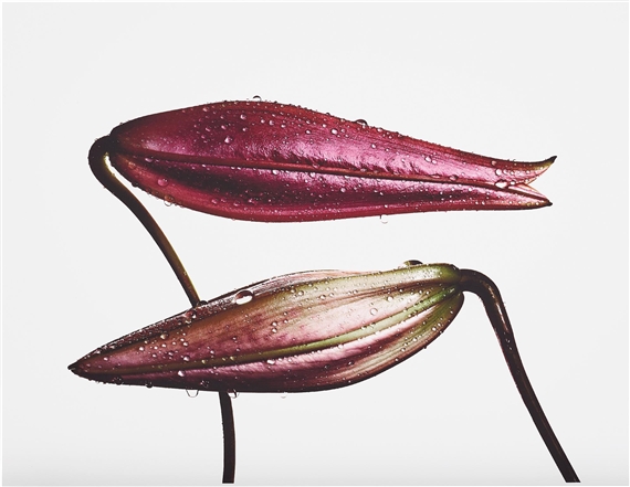 Imperial Pink Bud (top), Imperial Gold Bud (bottom), New York by Irving Penn, 1971, printed 2007