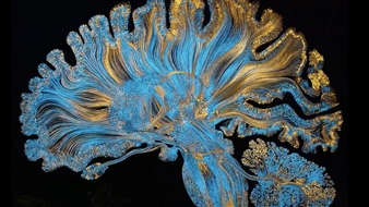 Beautiful Brain Art Uncovers the Complexity of the Human Mind