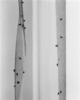 Arena - Baxter St at CCNY