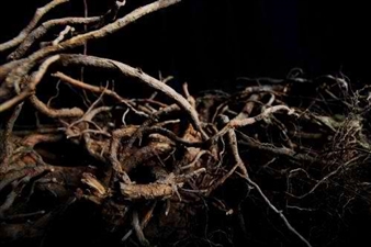 Beatriz Eugenia Díaz: Naturaleza Oculta - Galeria Casas Riegner