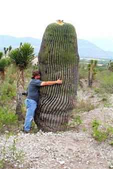 Jesse Hamerman: A Chronological Sequence of Swell Artifacts - Essex Flowers