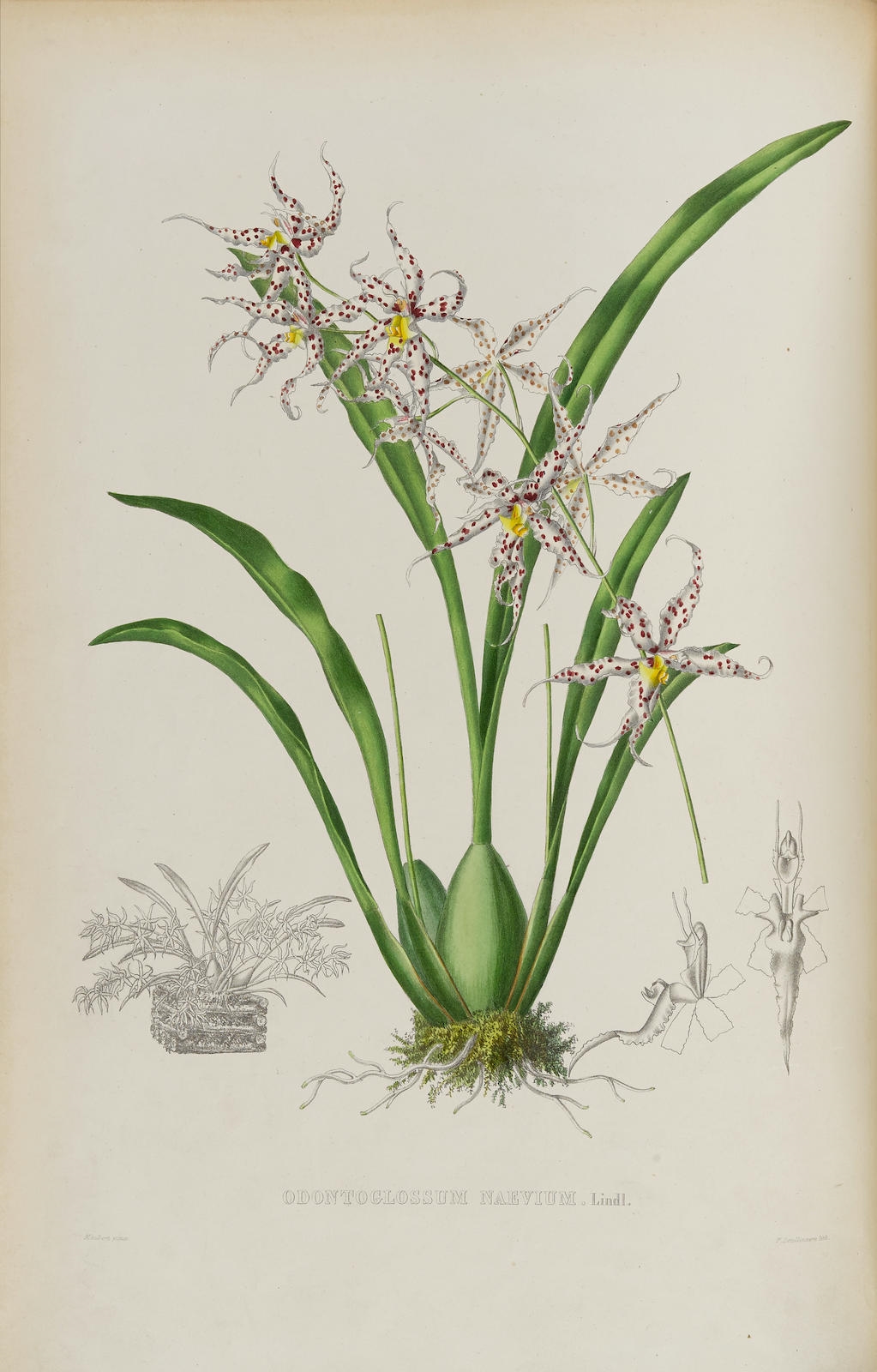 Pescatorea Iconographie des Orchidees,  Brussels by Jean Jules Linden, 1855-1860