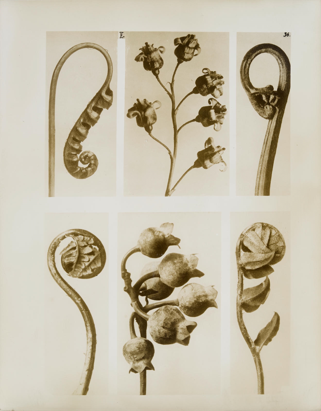 Karl Blossfeldt First forms of Art, Philadelphia (Circa 1930) MutualArt
