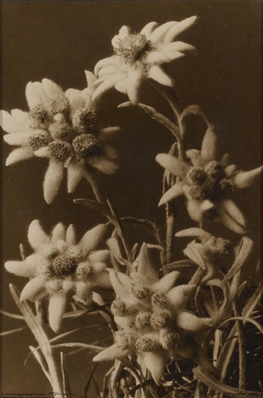 Leontopodium Alpinum by Emanuel Gyger, Arnold Klopfenstein