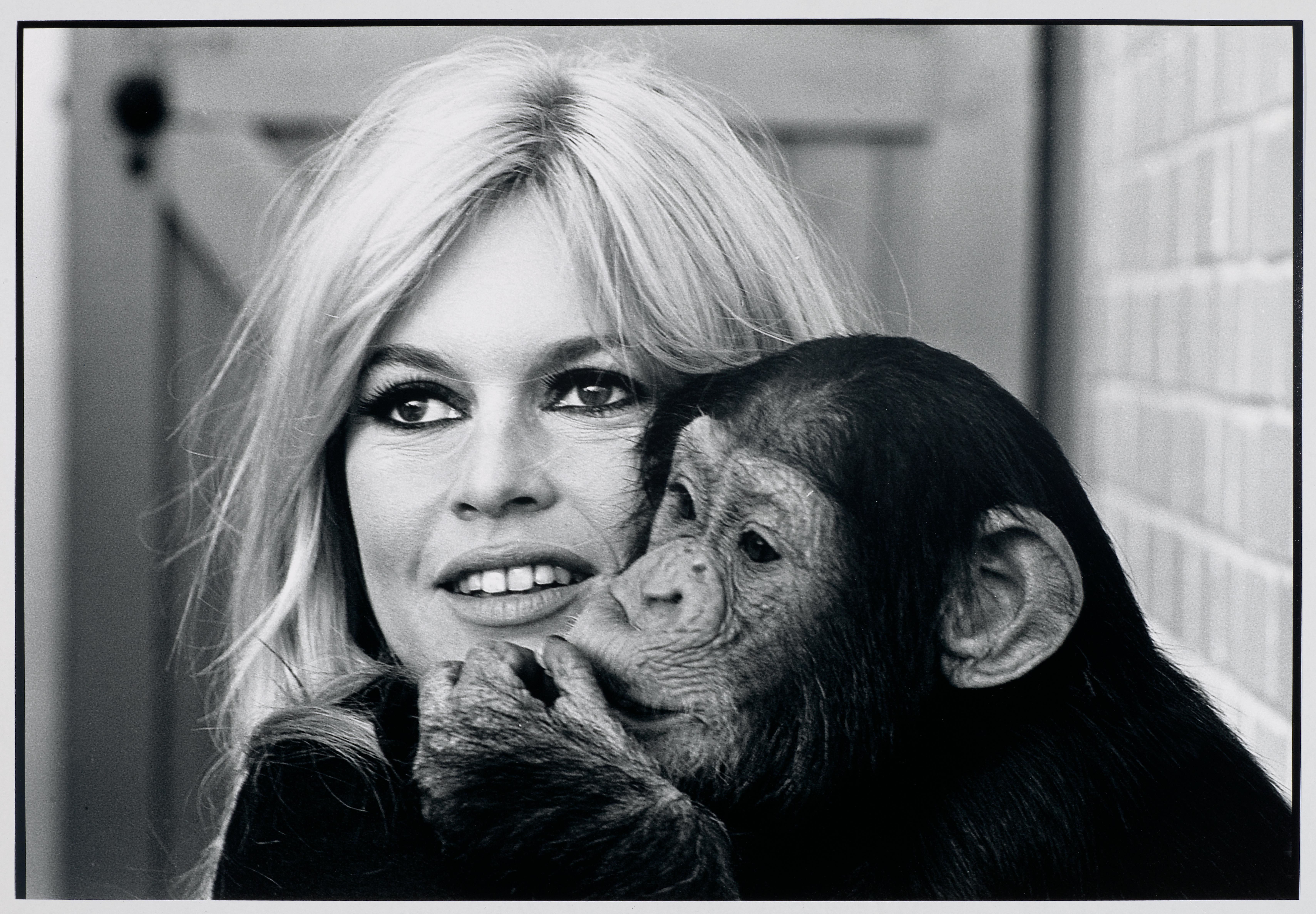 Brigitte Bardot au zoo de Londres en by Léonard de Raemy, 1966, Later print