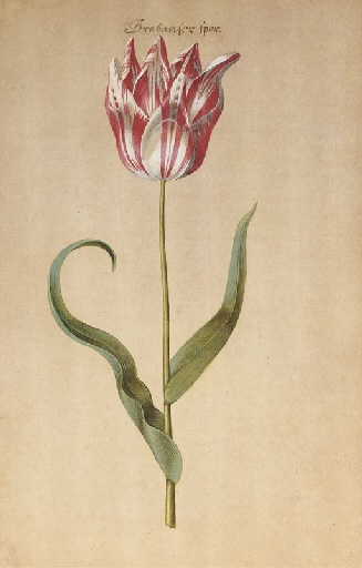 Une tulipe by Pieter van Loo