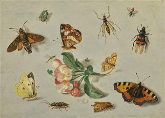 BUTTERFLIES, MOTHS, A DRAGONFLY AND OTHER INSECTS, WITH A SPRING OF APPLE BLOSSOM - Jan van Kessel I