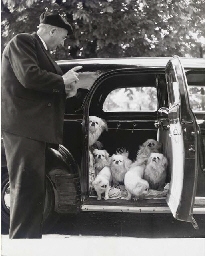 Le Vieil Homme aux Chiens by Robert Doisneau, Circa 1950