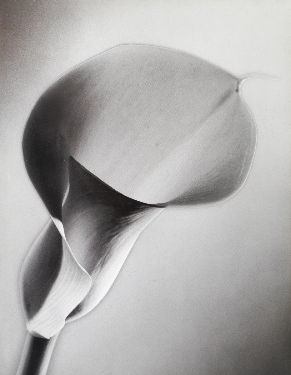 Calla Lilly by Robert Mapplethorpe, 1984