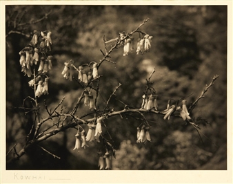 Six works: New Zealand Landscape Scenes - R.J. Searle