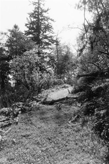 Robert Adams: An Old Forest Road | Exhibitions | MutualArt