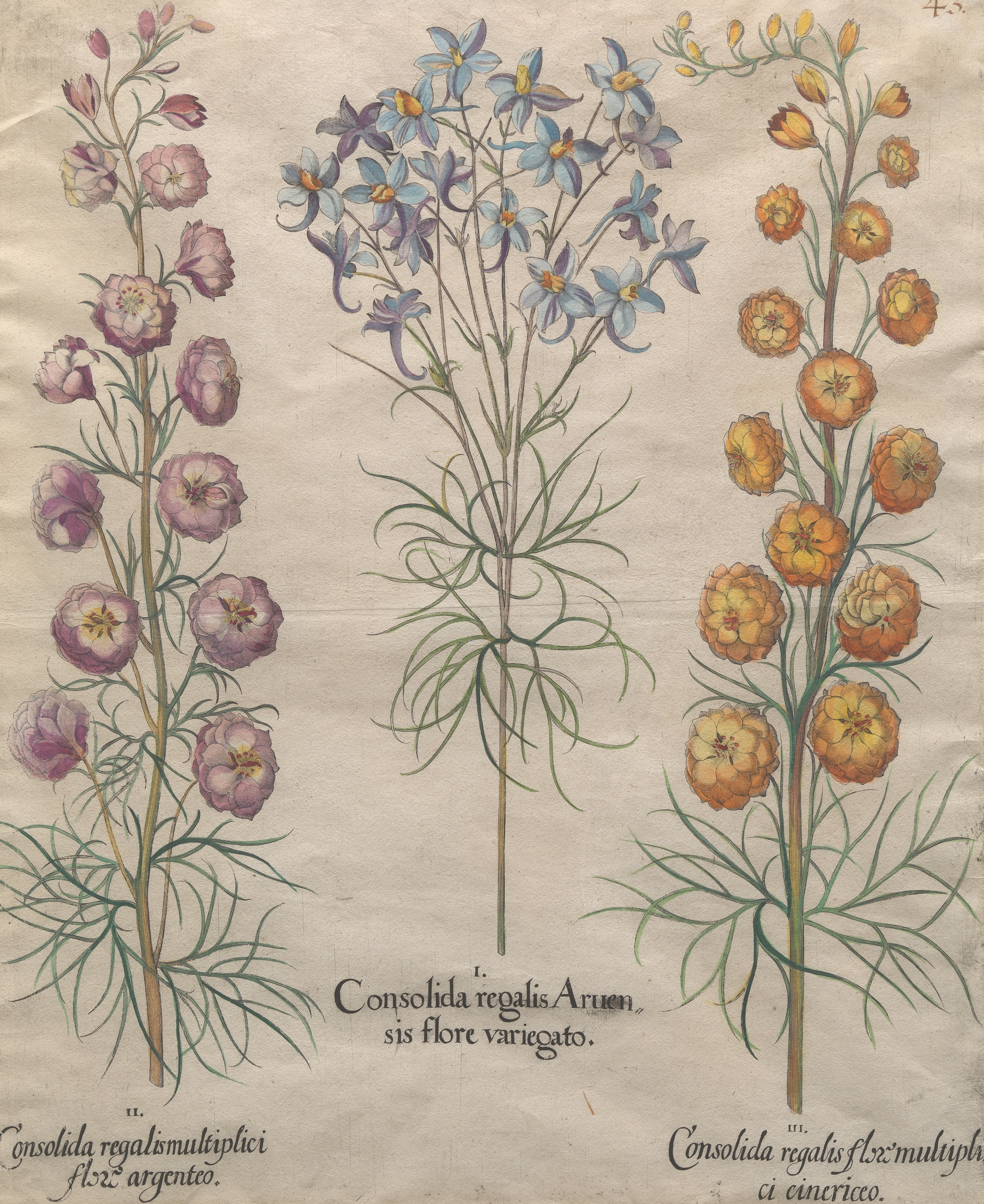 Artwork by Basilius Besler, Consolida regalis Aruen sis flore variegato, Made of Hand-colored copper botanical engraving on laid paper