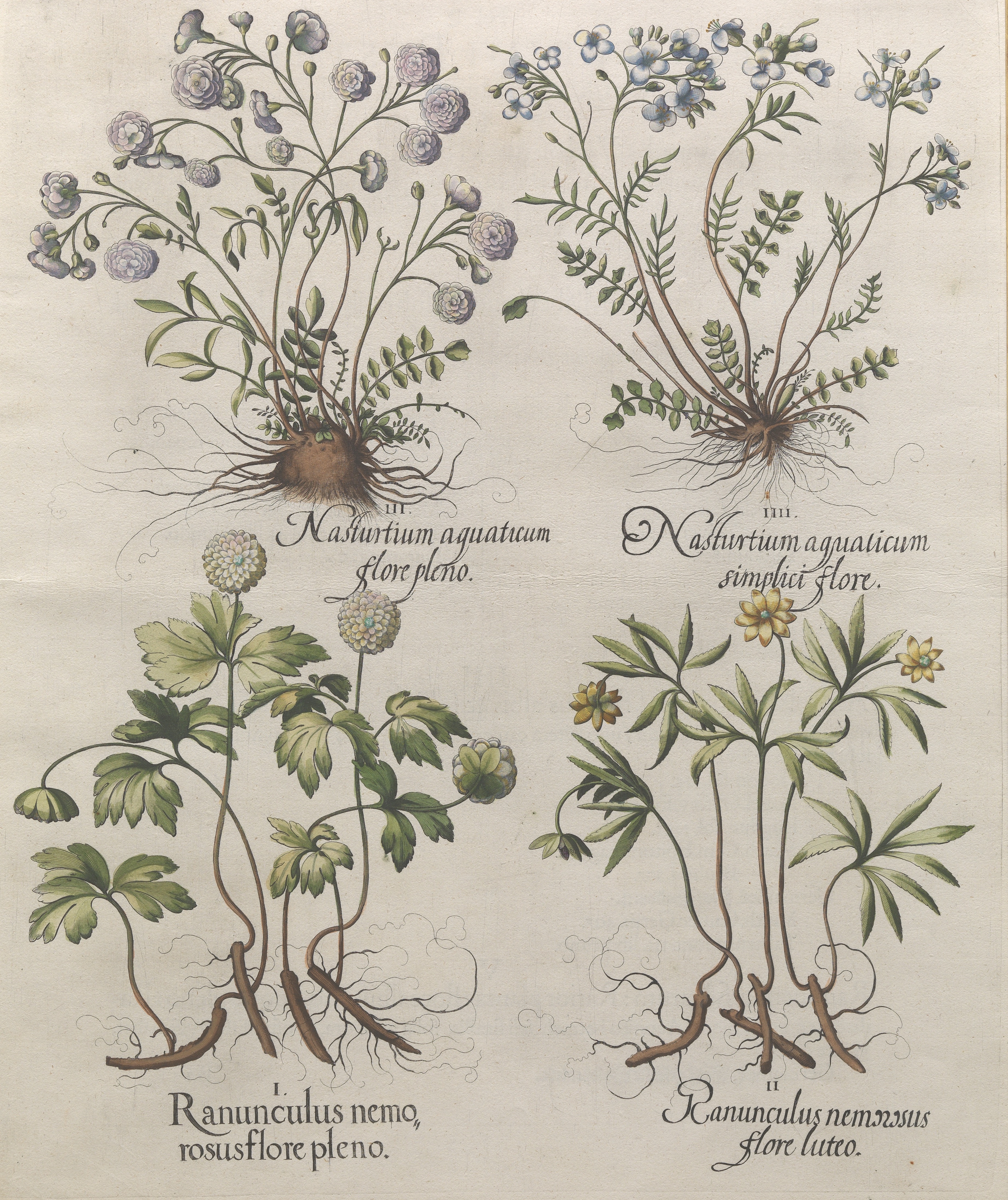 I. Ranunculus nemo, rosus flore pleno, etc.", from Hortus Eysttensis (Garden of Eichstätt) by Basilius Besler, 1613
