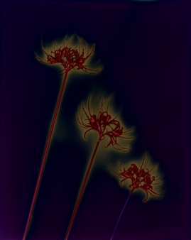 Photosynthesis - m97 Gallery