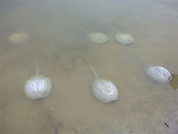 Tue Greenfort: 400 million years - König Berlin (St. Agnes)