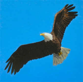 Animal As Metaphor - Miller Yezerski Gallery