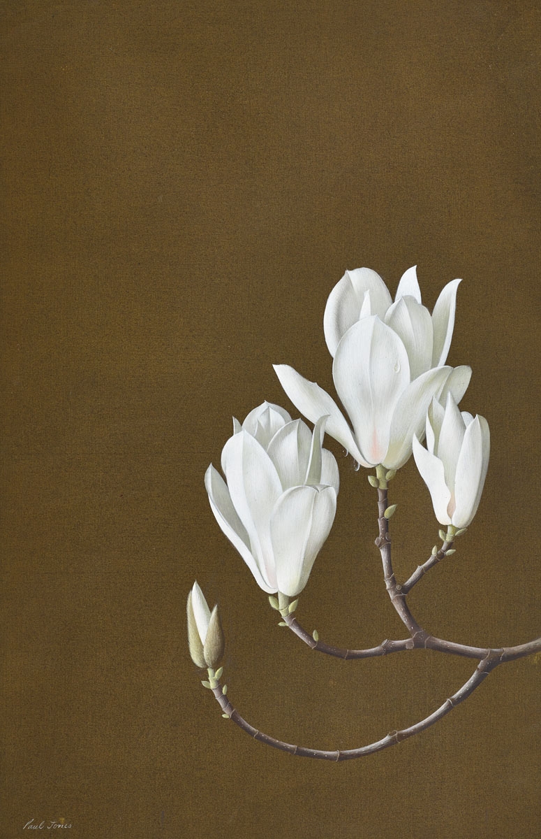 Magnolia Denudata by Paul Osborne Jones