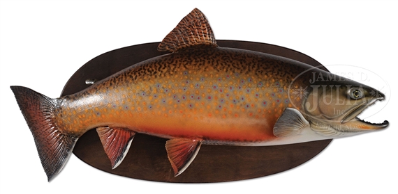 TROUT TROPHY MOUNT by David A. Footer