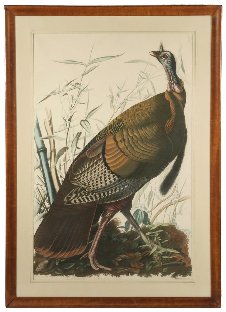 John James Audubon Wild Turkey, Male MutualArt