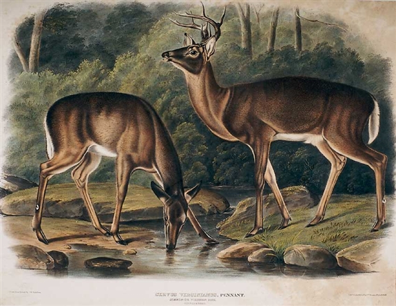 John James Audubon | Plate 136 Common Virginia Deer | MutualArt