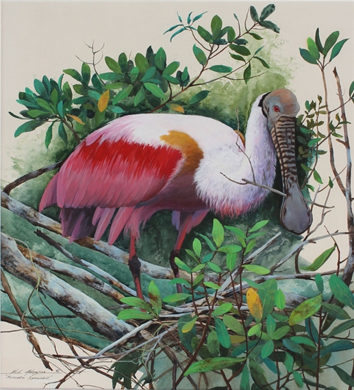 Neil Adamson | Roseate Spoonbill | MutualArt