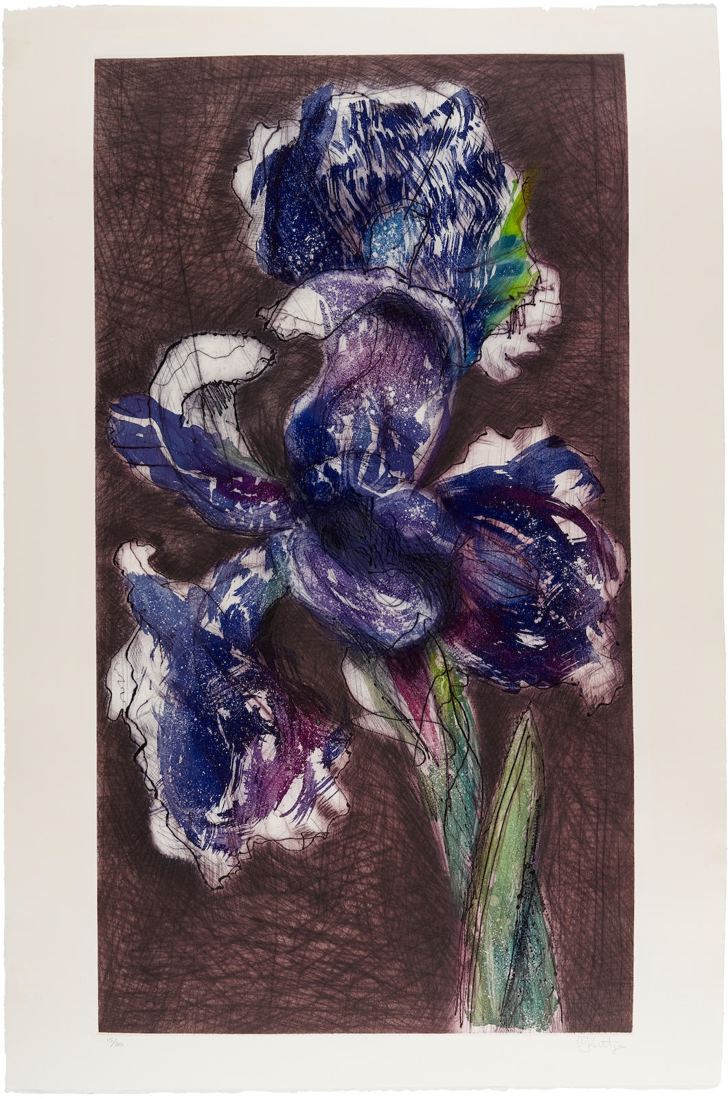 William Kentridge Dutch Iris II MutualArt