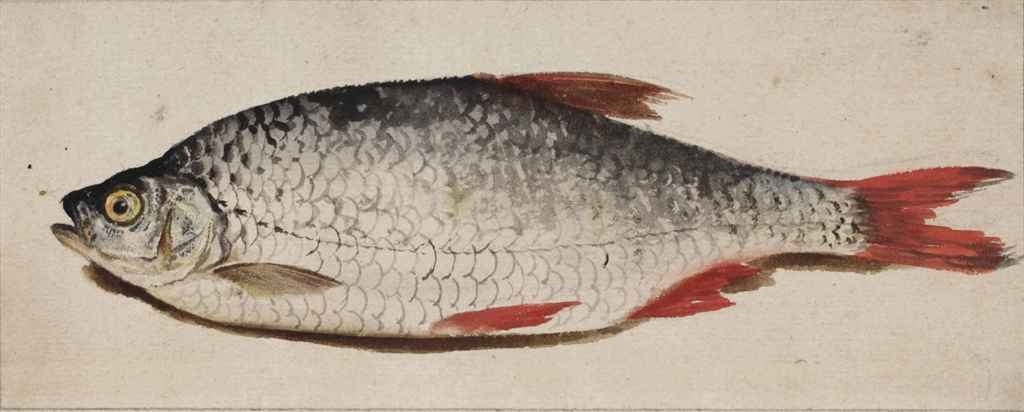 Artwork by Rochus van Veen, A roach (Rutilus rutilus), Made of black chalk, watercolour, heightened with bodycolour and gum arabic, graphite framing lines