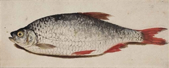 A roach (Rutilus rutilus) - Rochus van Veen