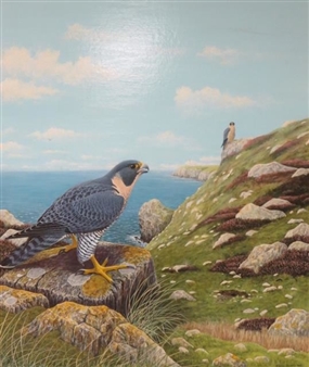 Pair of Peregrines in coastal cliff landscape - Steven Jaremko