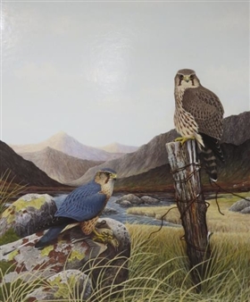 Pair of Merlins by a loch in moorland landscape, the jack with meadow pipit prey - Steven Jaremko