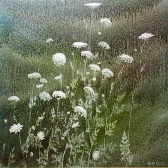Queen Ann’s Lace - Thomas Kemp Kieffer