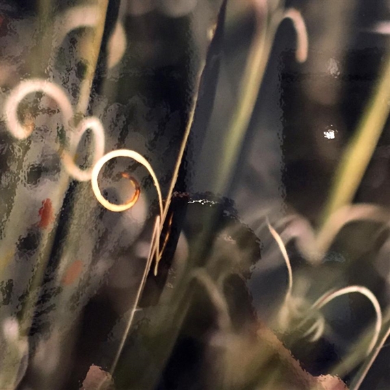 CACTUS CURLICUES by Lori Ryerson