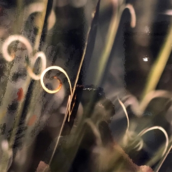 CACTUS CURLICUES - Lori Ryerson