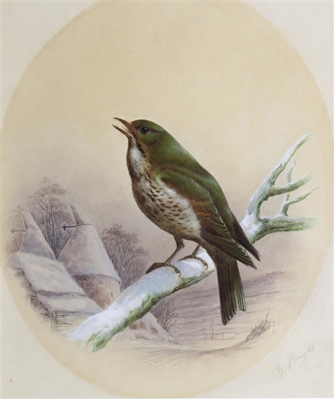 Great white Heron, Song Thrush,  Cormorant,  Female Blackbird by Harry Bright, 1884