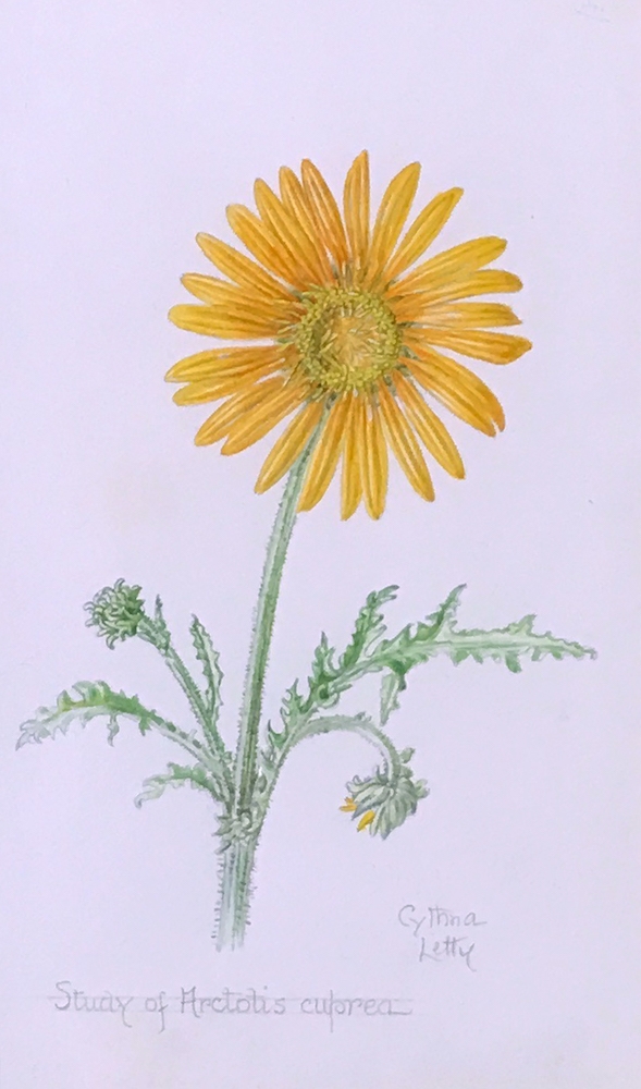 Artwork by Cynthia Letty, Study of Arctotis Cupren, Made of watercolour on paper