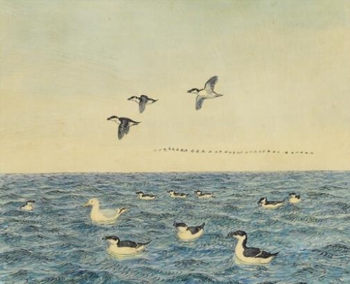 Swimming and flying razorbills (alke) and a single seagull by Johannes Larsen, 1947