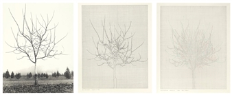 Three parts: Walnut Tree Orchard Picture