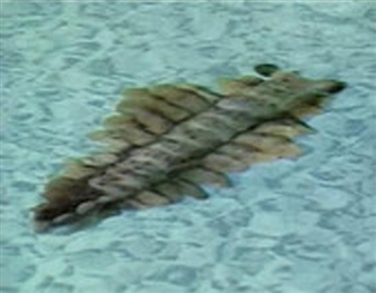 Laurence Huber - Act-Art, Halle Nord