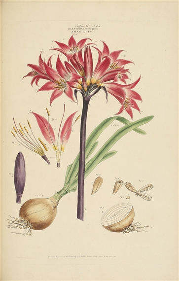 ILLUSTRATIO SYSTEMATIS SEXUALIS LINNÆI = AN ILLUSTRATION OF THE SEXUAL SYSTEM OF THE GENERA PLANTUM OF LINNÆUS by Johann Sebastian Müller, 1770-1777