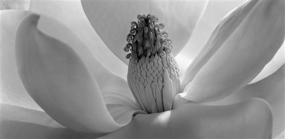 Imogen Cunningham: Seen & Unseen - The Columbia Museum of Art