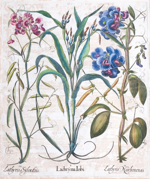 Lachryma Iobi by Basilius Besler