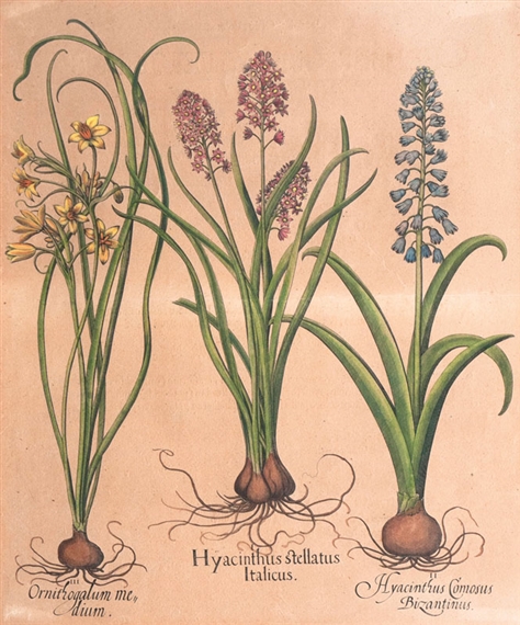 Hyacinthus Stellatus Italicus by Basilius Besler