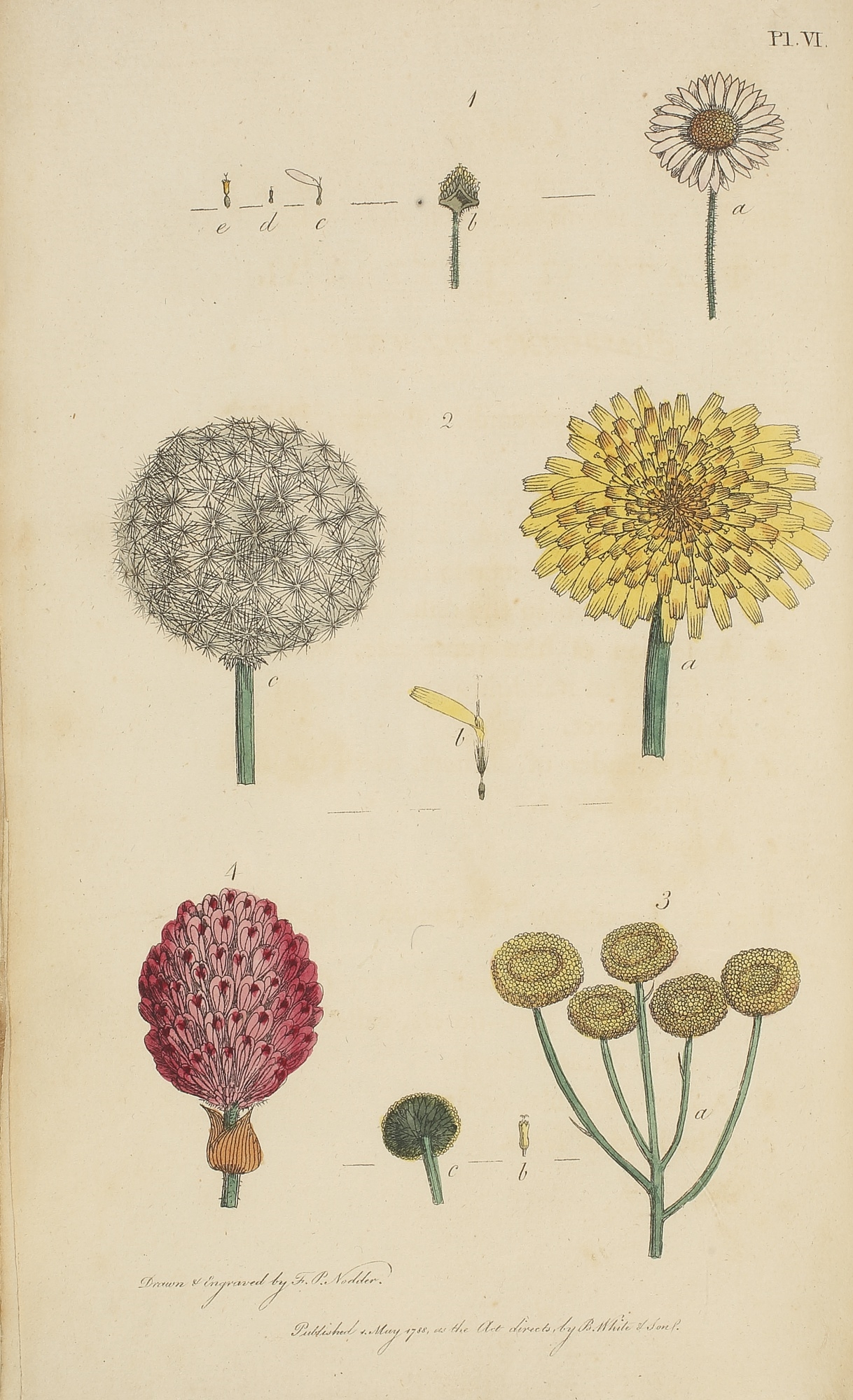 THIRTY-EIGHT PLATES WITH EXPLANATIONS; INTENDED TO ILLUSTRATE LINNÆUS'S SYSTEM OF VEGETABLES, AND PARTICULARLY ADAPTED FOR LETTERS ON THE ELEMENTS OF BOTANY by Thomas Martyn, 1794