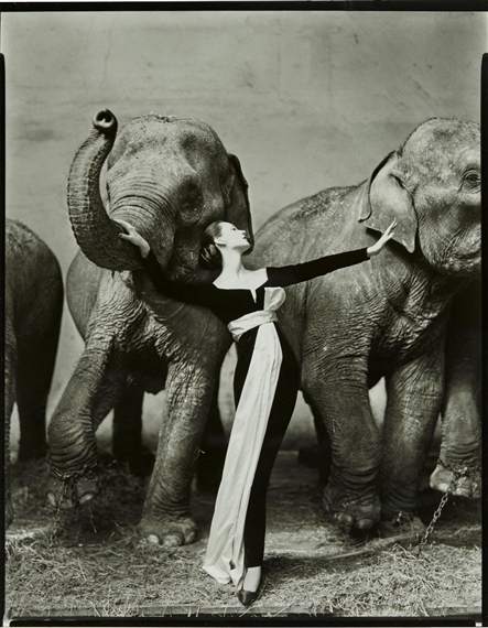 Dovima with Elephants by Richard Avedon, 1955