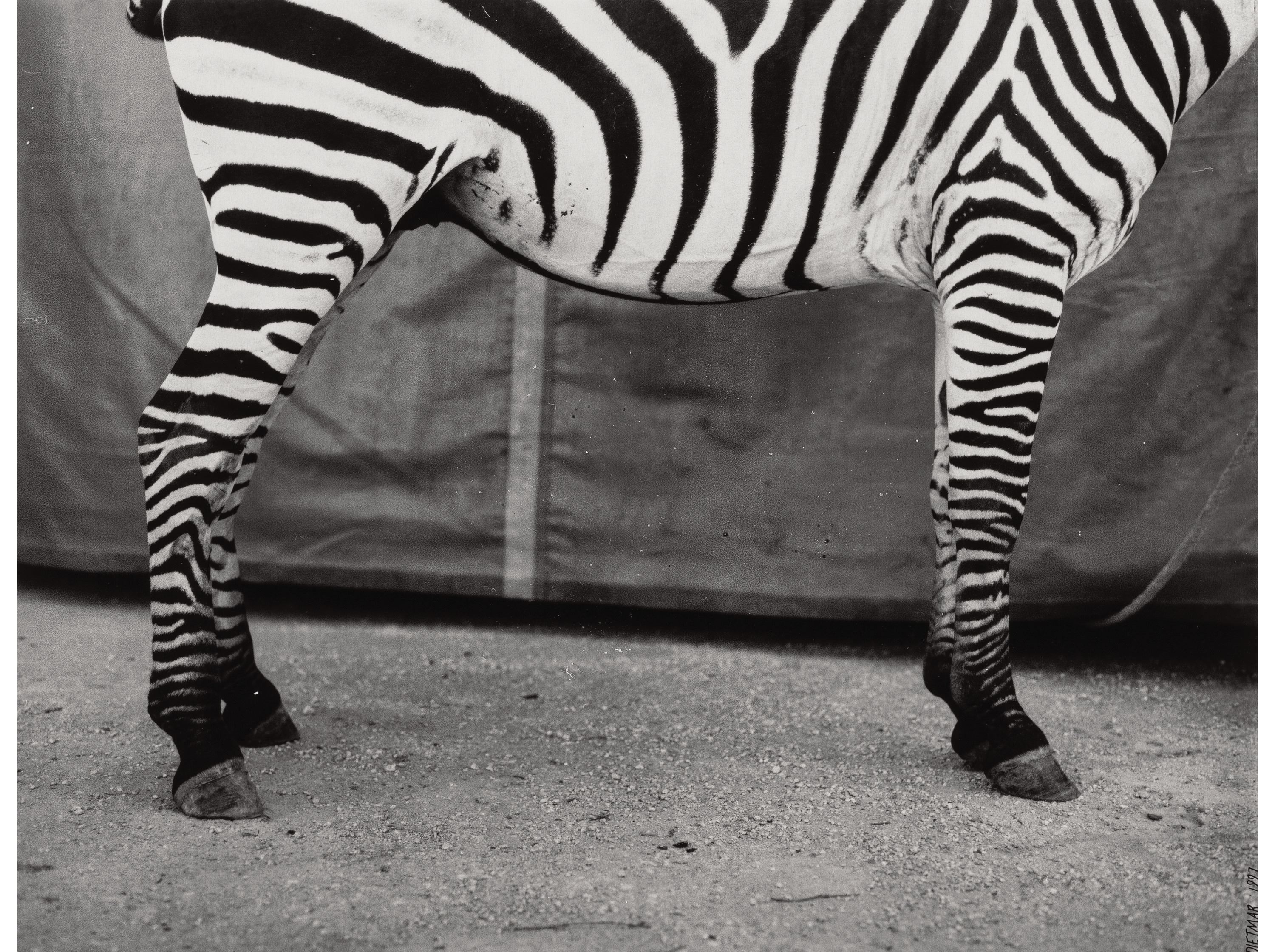 A black-and-white photograph capturing the rear legs and torso of a zebra standing in front of a tent.