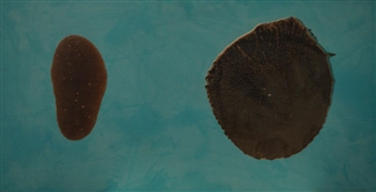 Untitled - Nicholas May