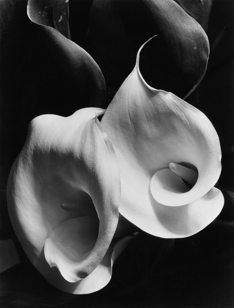 Artwork by Imogen Cunningham, Two Callas, Made of Silver print