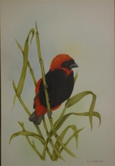 Red-headed bird - Julia Birkhead
